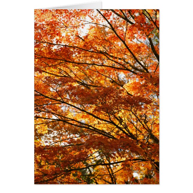 Feuillage d'arbre d'érable (Devant)