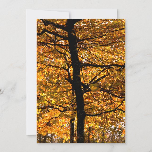 Feuillage d'automne (Devant)