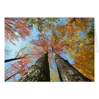 Feuillage d'automne recherchant 2