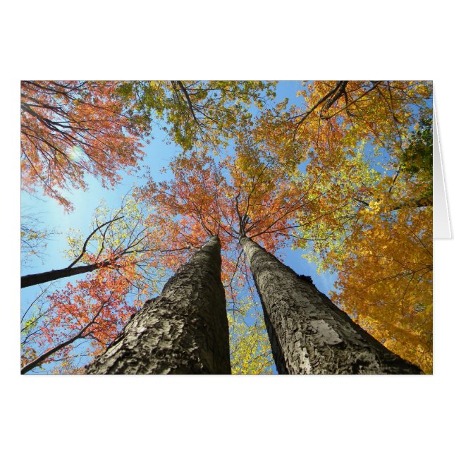 Feuillage d'automne recherchant 2 (Devant horizontal)
