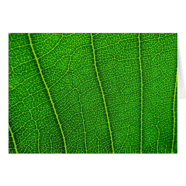 feuille (Devant horizontal)