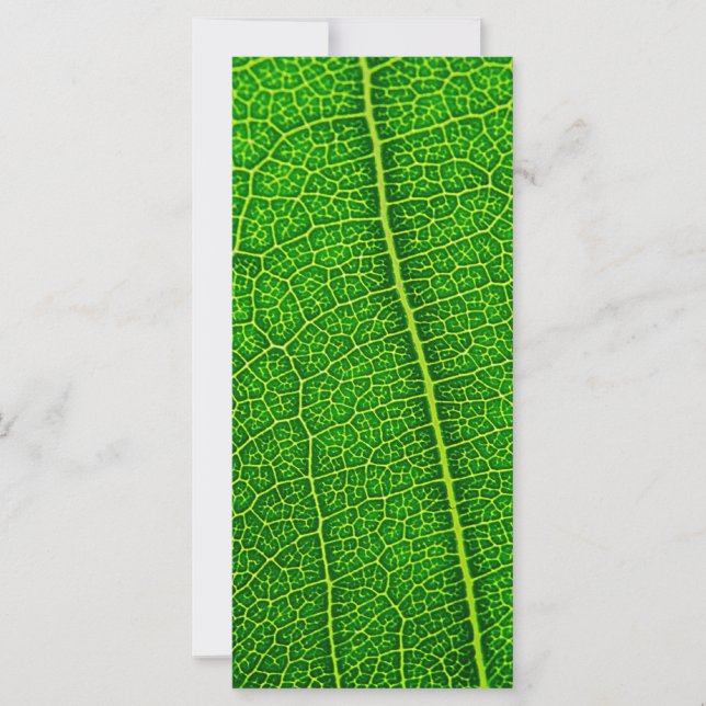 Feuille (Devant)