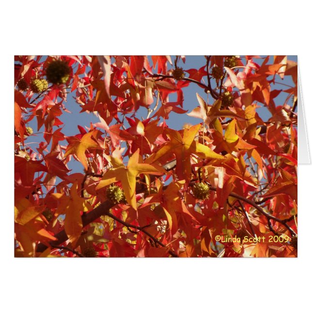 Feuille ambre liquide (Devant Horizontal)