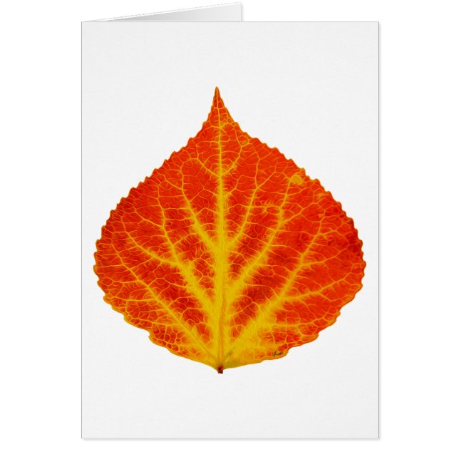 Feuille d'Aspen rouge et jaune #10 (Devant)