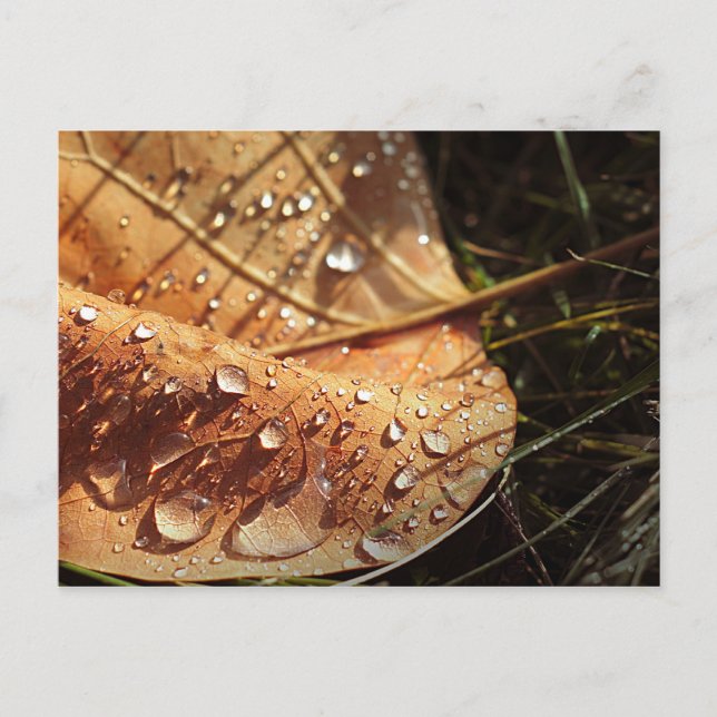 Feuille d'automne humide - Carte postale (Devant)