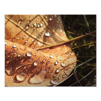 Feuille d'automne humide - Photo