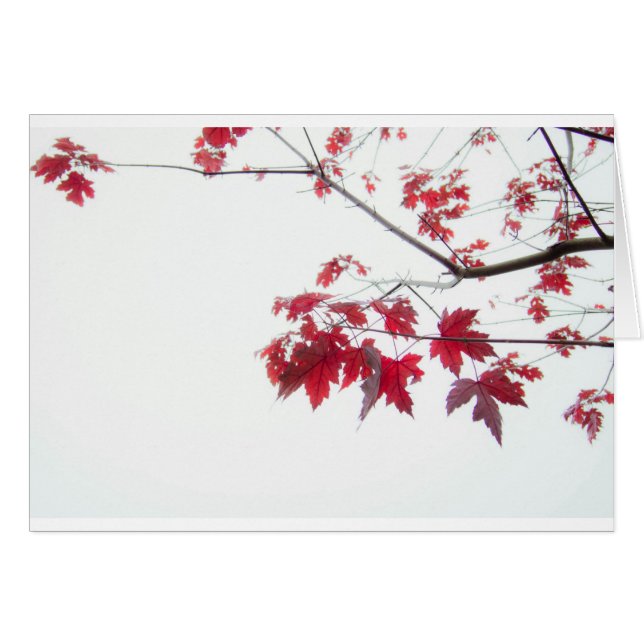 feuille d'automne rouge sur une branche (Devant horizontal)