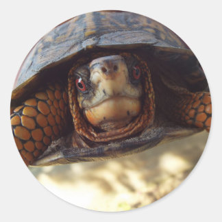 Feuille de 20 Autocollants à tortue-boîte