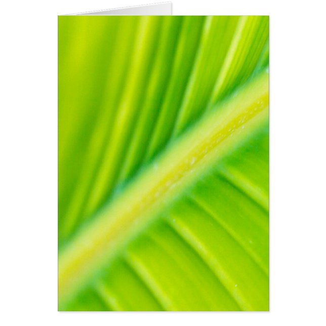 feuille de bananier vert (Devant)