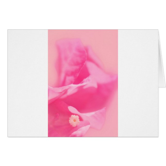 Feuille de bouganvillée et plan rapproché roses de (Devant horizontal)