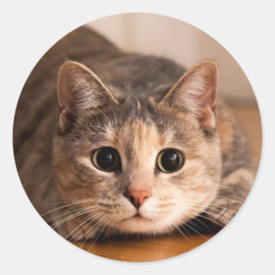 Feuille de chat joueuse des autocollants