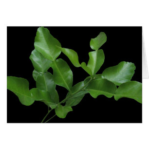Feuille de chaux de Kaffir