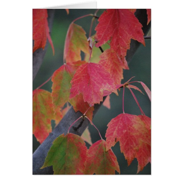 Feuille de chute (Devant)