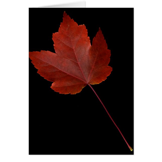 Feuille de chute (Devant)