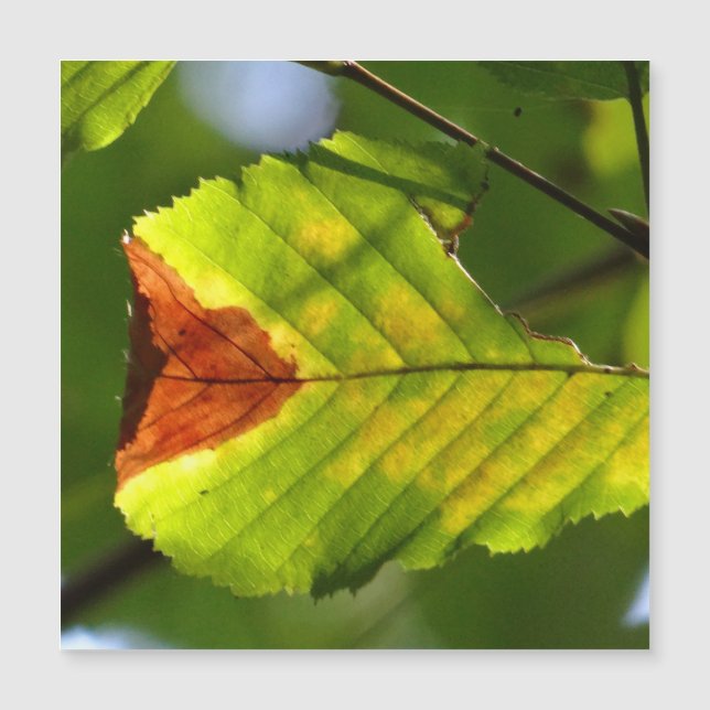 Feuille de chute verte (Devant)