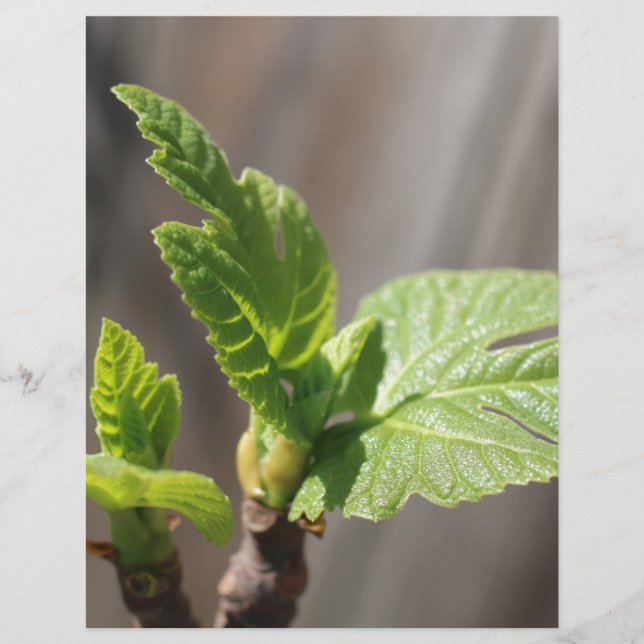 Feuille de figue fraîche (Devant)
