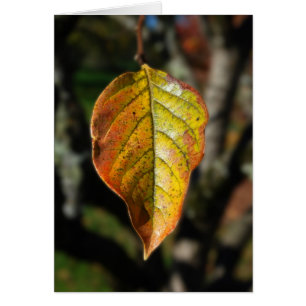 Feuille de kaki d'automne