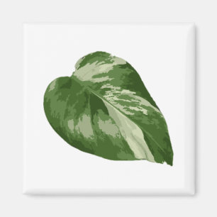 Feuille de Monstera Albo Magnet — Rare Variegation