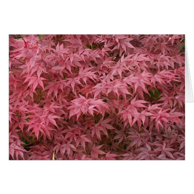feuille de palmatum d'acer (Devant horizontal)