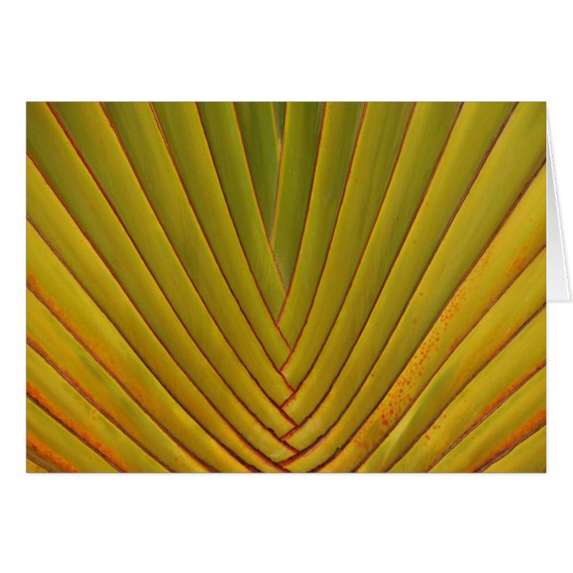 Feuille de palme (Devant horizontal)