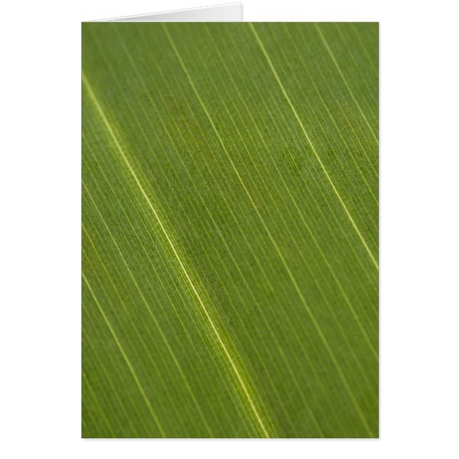 Feuille de palmier (Devant)