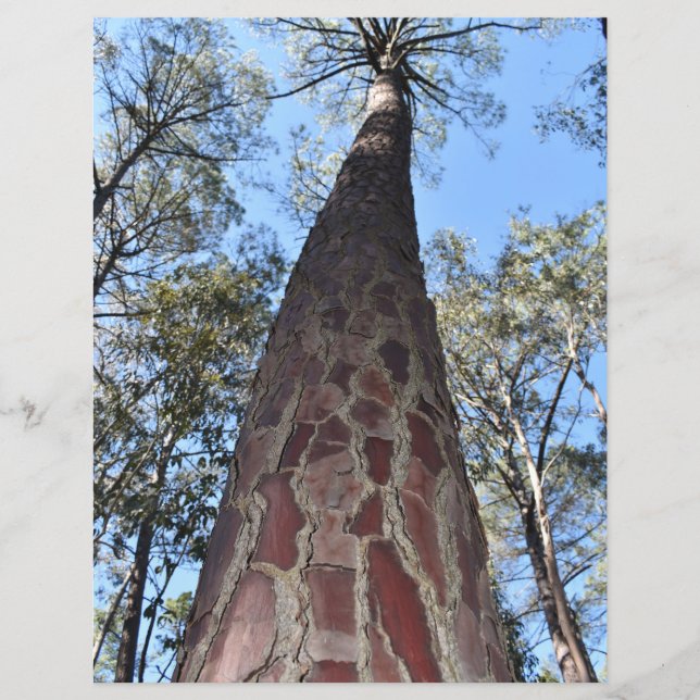 Feuille de papier à épine La Gerche Ponderosa (Devant)