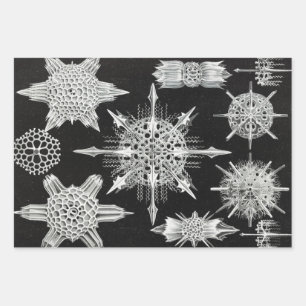 Feuille De Papier Cadeau Acanthophracta, animal aquatique Wunderstrahlinge