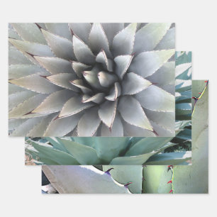 Feuille De Papier Cadeau Agave Plante Botanique Verte Cactus Désert 