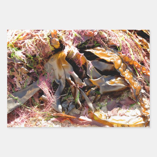 FEUILLE DE PAPIER CADEAU ALGUES (Devant)