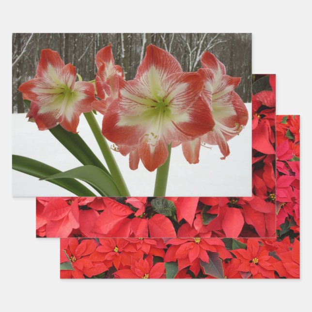 Feuille De Papier Cadeau Amaryllis en Fête Rouge Neige Hiver Floral (Lot)