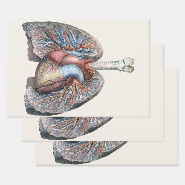 Feuille De Papier Cadeau Anatomie humaine vintage Poumons Cœur Organes Sang (Lot)