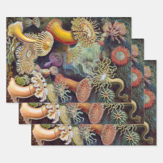 Feuille De Papier Cadeau Anémones de mer, Actiniae vintage par Ernst Haecke
