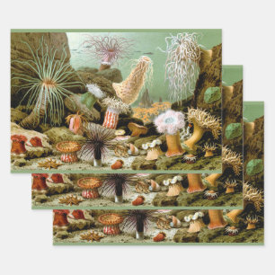 Feuille De Papier Cadeau Anémones de mer Vie marine, Animaux marins vintage