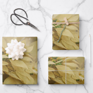 Feuille De Papier Cadeau Art numérique Poinsettias couleur crème