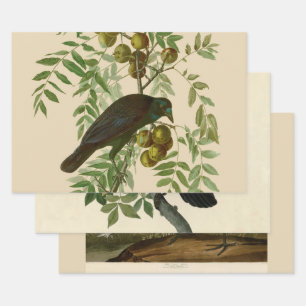 Feuille De Papier Cadeau Audubon American Crow Black Bird