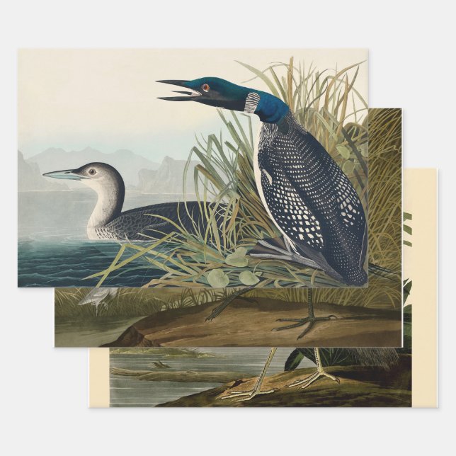 Feuille De Papier Cadeau Audubon Bird Loon Diver Classic (Lot)