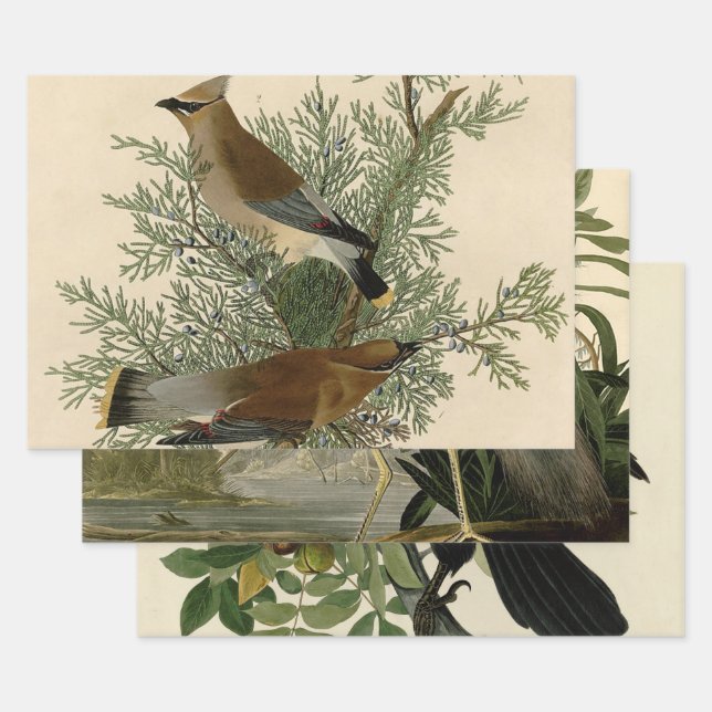 Feuille De Papier Cadeau Audubon Cèdre cire oiseau (Lot)