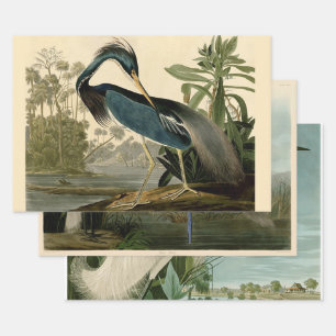 Feuille De Papier Cadeau Audubon Héron de Louisiane Oiseaux Amérique Art