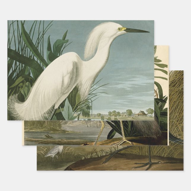 Feuille De Papier Cadeau Audubon Héron de neige Oiseaux d'aigrettes blanche (Lot)