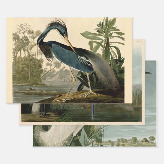 Feuille De Papier Cadeau Audubon Louisiana Heron Birds America Art (Lot)