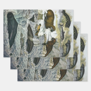 Feuille De Papier Cadeau Baleines vintages, phoques et morses, animaux mari