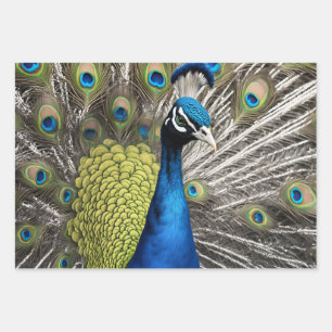 Feuille De Papier Cadeau Beau Peacock
