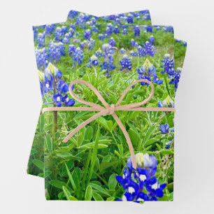 Feuille De Papier Cadeau Belle Bluebonnets Texas Photographie