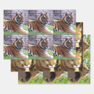 Feuille De Papier Cadeau Big Cat 3 Design Pack - Toutes les occasions