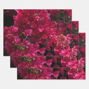 Feuille De Papier Cadeau Bougainvillea Arbuste de vinification Tropical Rou