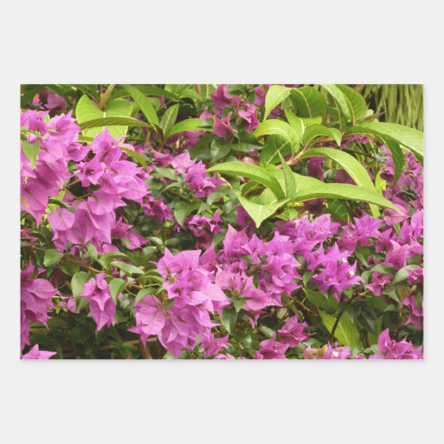 Feuille De Papier Cadeau Bougainvillées tropicales violettes (Devant)