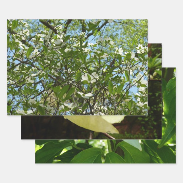 Feuille De Papier Cadeau Branche of Dogwood Blossoms Spring Trees (Lot)