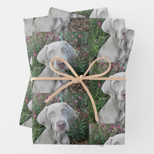 Feuille De Papier Cadeau Brooklyn's Garden Party - Weimaraner Dog (En situation)