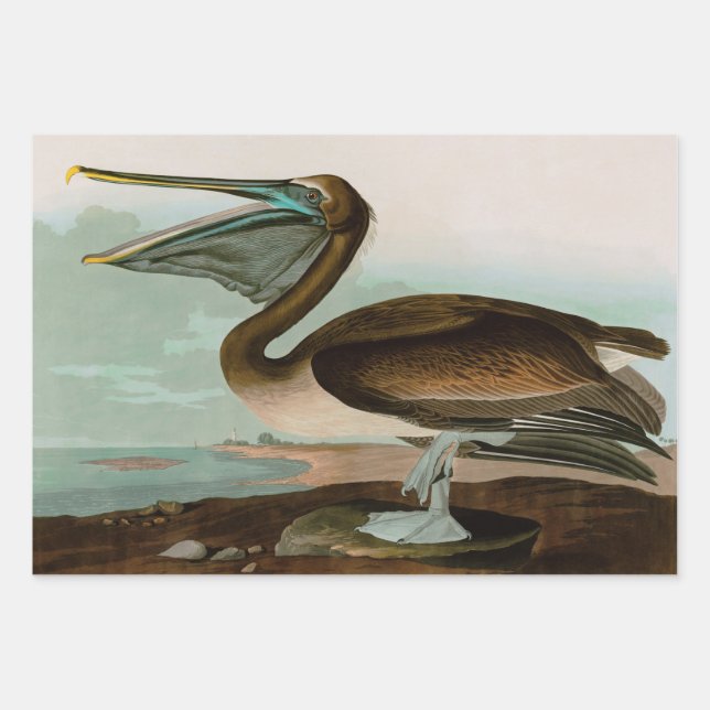 Feuille De Papier Cadeau Brown Pelican Birds of America Audubon Imprimer (Devant)