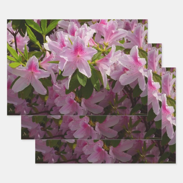 Feuille De Papier Cadeau Buisson d'azalée rose floral printanier (Lot)
